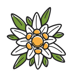 Download Golden wattle the national flower of australia Vector Image