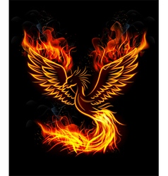 pheonix bird pictures