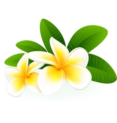 Frangipani Flower Vector  Images over 1 600 