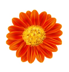 Free Free 261 Sunflower Pot Leaf Svg SVG PNG EPS DXF File