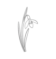 Download Snowdrop Vector Images (over 1,200)