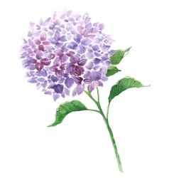 Hydrangea Vector Images over 660  VectorStock