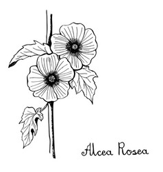 Hollyhock Vector Images (50)