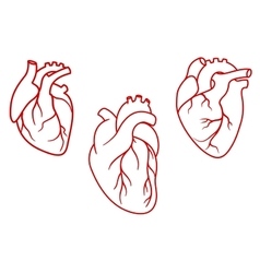Download Anatomical heart Royalty Free Vector Image - VectorStock