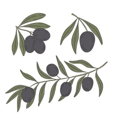 Olive & Tree Vector Images (over 1,410) - VectorStock