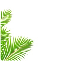Palm leaf border Royalty Free Vector Image - VectorStock