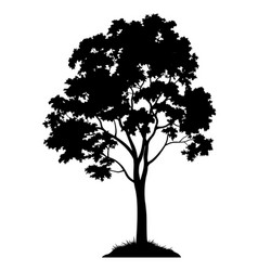 Oak branches with acorns silhouettes Royalty Free Vector