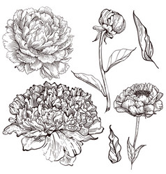 Peony Vector Images (over 6,600)