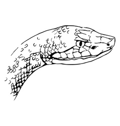 copperhead snake sketch copperhead snake sketch