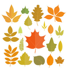 Autumn leaf Royalty Free Vector Image - VectorStock