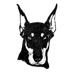 doberman pinscher dog portrait in vector