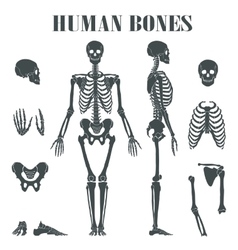 human skeleton pdf free download