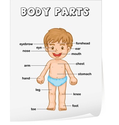 Body Parts Diagram Poster Royalty Free Vector Image