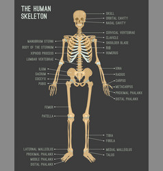 human skeleton pdf free download