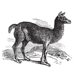 Alpaca Vector Images (over 560)