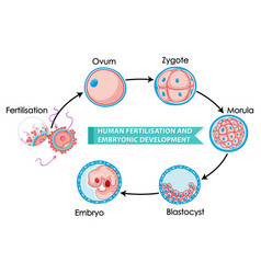Human fertilisation and embryonic development Vector Image