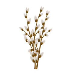 Pussy willow branches Royalty Free Vector Image