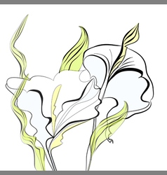 Sketch of calla lilies flowers Royalty Free Vector Image