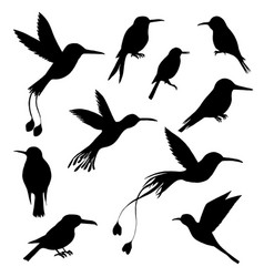 Hummingbird Vector Images (over 1,400)