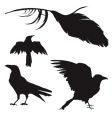 Crows and ravens vector image