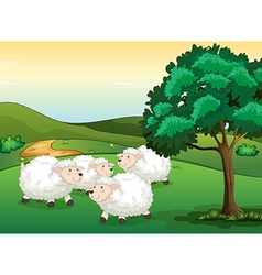 Sheeps vector image
