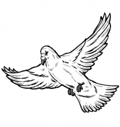 Dove in flight vector image