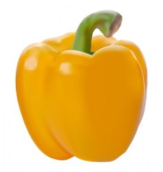 Yellow paprika vector image