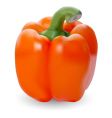 Orange paprika vector image