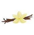 Vanilla pods and flower vector image