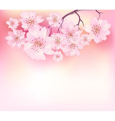 Beautiful sacura spring vector image