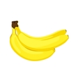 Ripe bananas vector image