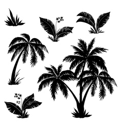 Palm trees flowers and grass silhouettes vector image
