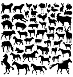 Farm animal vector image