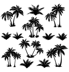 Tropical palm trees set silhouettes vector image