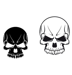 Skulls vector image