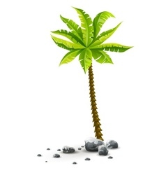 Isolated tropical coconut palm vector image