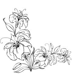 Lily flower vector image