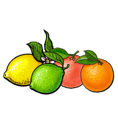 Whole shiny orange grapefruit lime and lemon Whole shiny orange grapefruit lime and lemon vector image