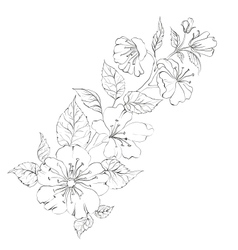 Sacura vector image