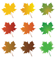 Maple leaves vector image