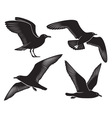 Bird seagull vector image