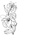 Lily flower vector image