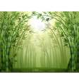 Bamboo trees inside the forest vector image