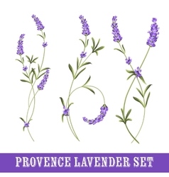 Set of lavender vector image