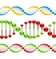 DNA strands vector image