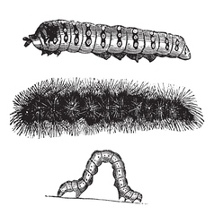 Caterpillar vintage engraving vector image
