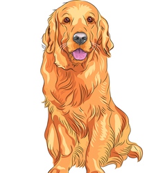 Smiling Golden Retriever Gun Dog vector image