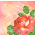 Floral background with rose sun and blur vector image