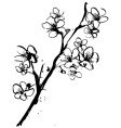 Cherry blossom ink illustration vector image
