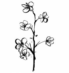 Cherry blossom ink illustration vector image